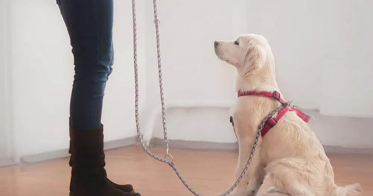 Köpeklerde Vücut Dilini Anlama: Davranışların Arkasındaki Anlam