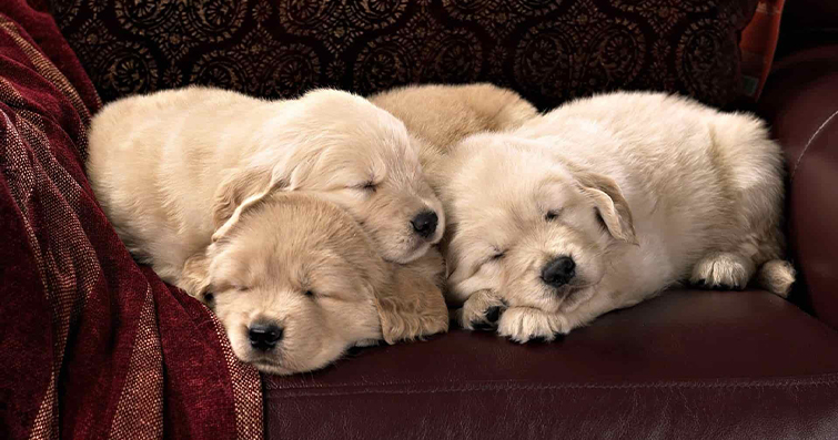 Köpeklerin Rüya Dünyası: Gece Uykularında Neler Oluyor?