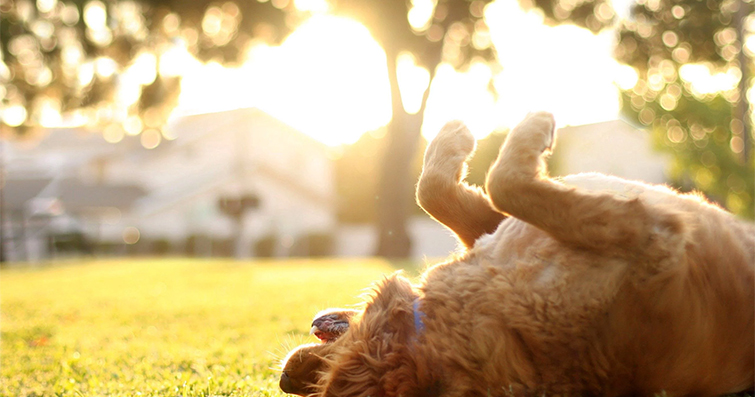 Köpekler ve Güneşlenme: Güneşin Keyfini Çıkaran Köpekler