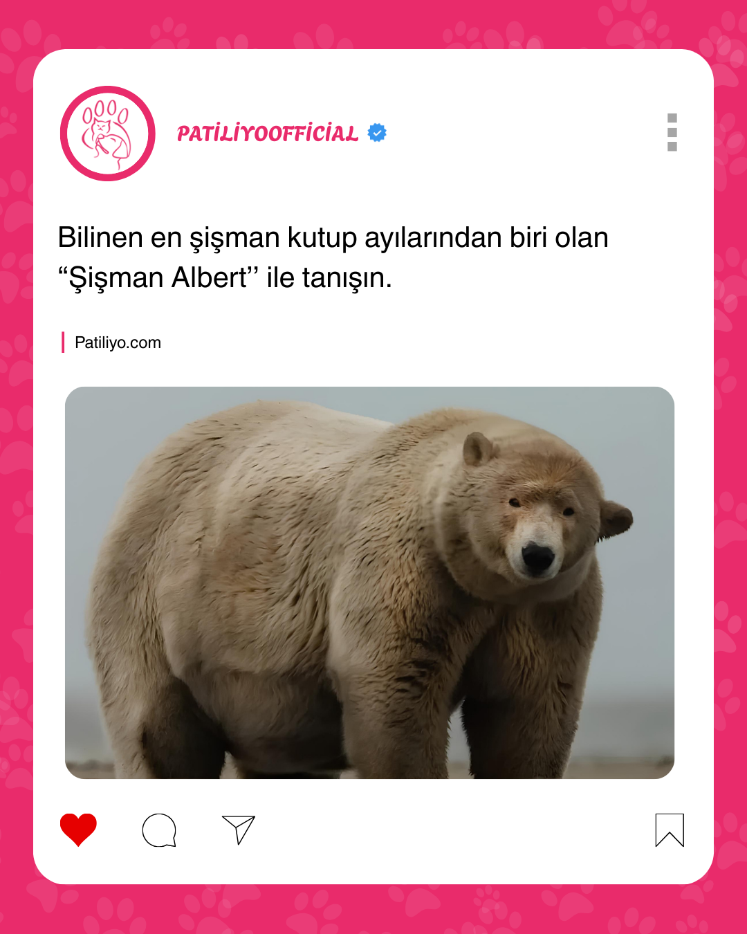 patiliyo.com