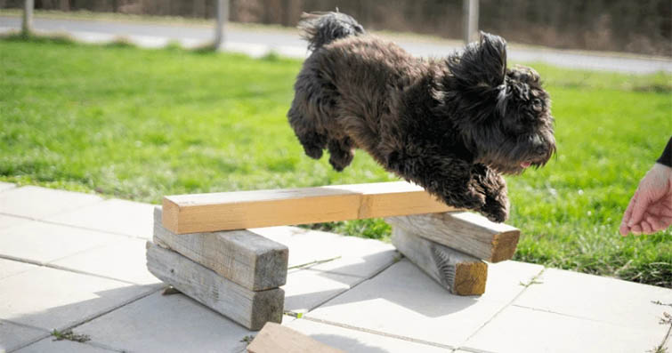 Köpeklerde Evde Yapılabilecek Heyecan Verici ve Aktif Egzersizler