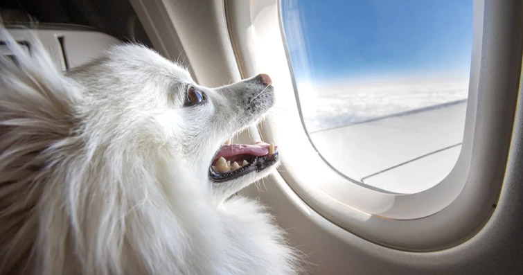 Köpeklerle Uçak Yolculuğu: Köpeğinizi Güvenli ve Rahat Bir Şekilde Taşıma Rehberi