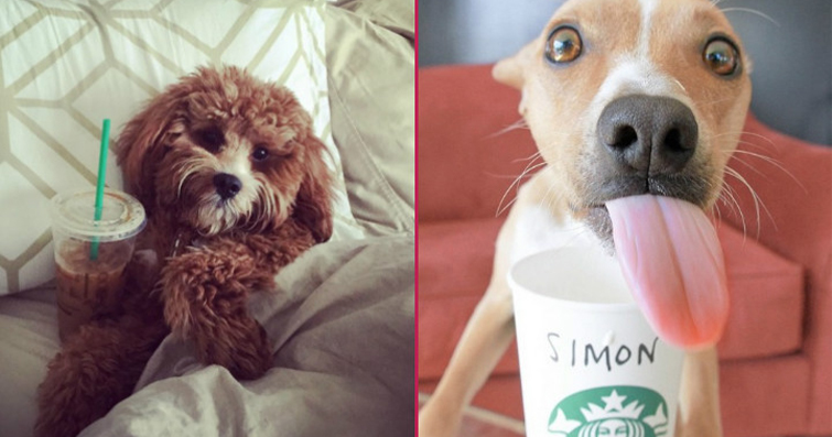 Köpekler ve Kahve Table Book: Kahve Masası Kitabında Sevimli Köpek Fotoğrafları