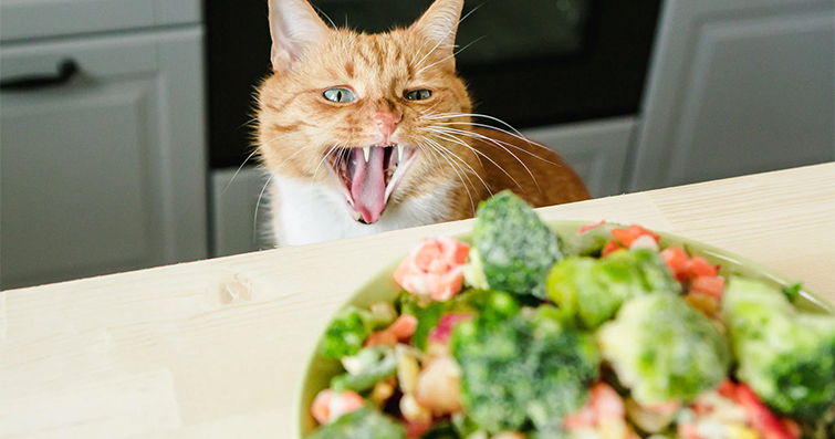 Kedilerde Kedi Cinslerine Göre Yemek Tercihleri