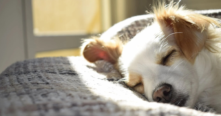 Köpeklerde Uyku ve Dinlenme Alışkanlıkları