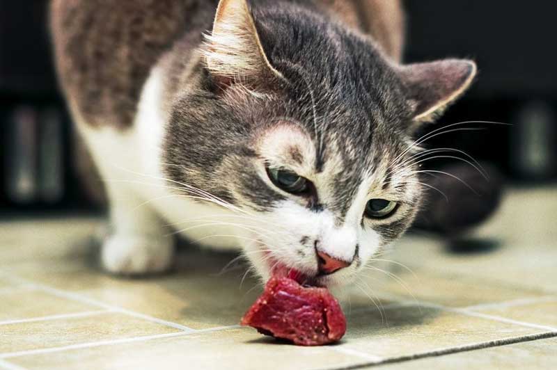 Kedilerin Beslenme İhtiyaçları: Sağlıklı Bir Kedi Nasıl Beslenmeli?