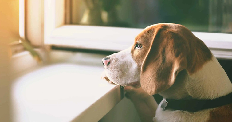 Köpeklerde Evde Kalmayı Öğrenme ve Ayrılık Anksiyetesi