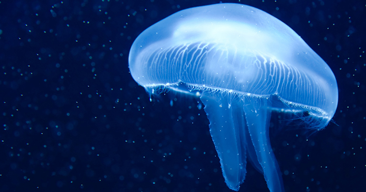 Denizanasının Ölümcül Dokunuşu: İlginç Biyolojisi ve Tehlikeleri