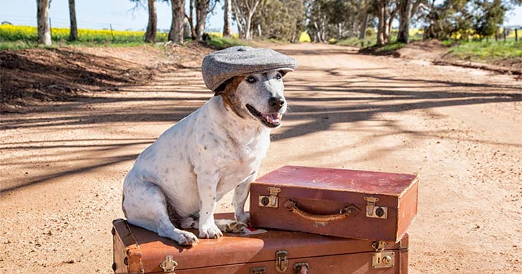 Köpekler ve Taşıma Araçları: Güvenli ve Konforlu Seyahat İçin