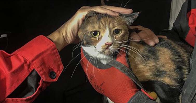 Kediler ve Doğal Afetler: Kedi Güvenliği ve Hazırlık Önlemleri
