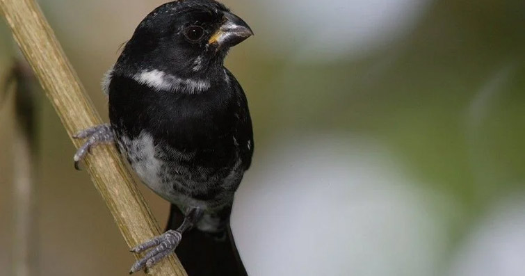 Kuşların Anavatanları: Türlerin Evrimsel Kökenlerinin İzleri