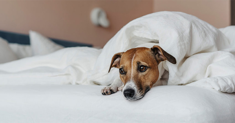 Köpeklerde Baş Ağrısı ve Migren: Belirtiler ve Rahatlatıcı Tedaviler