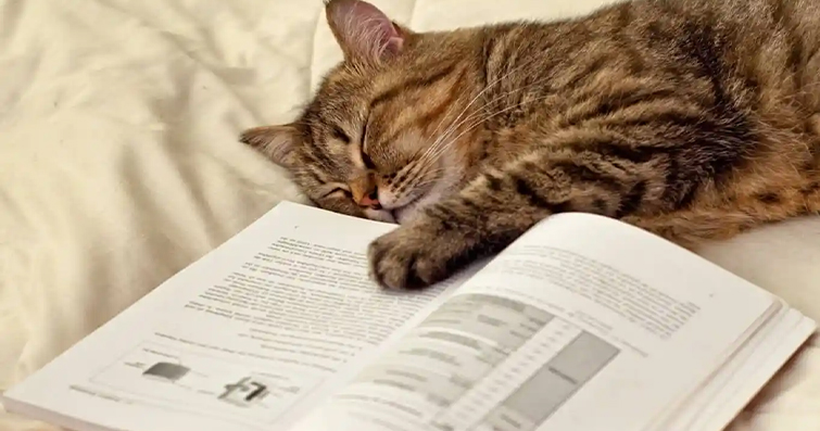 Kedilerin Okuma İsteği: Kitapları Nasıl Ele Geçiriyorlar?