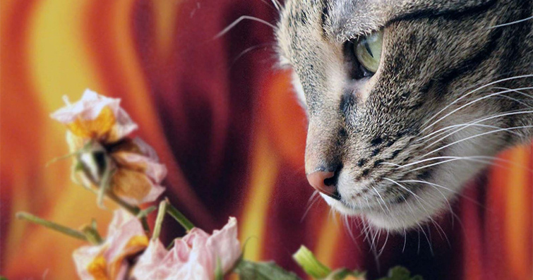 Kedilerin Müthiş Duyuları: Görme, İşitme ve Koku Alma