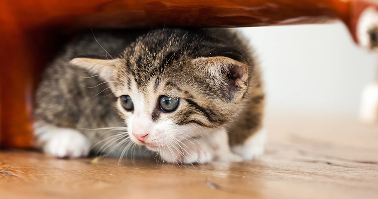 Kedilerde Mırıltı ve Prensip Anlamı: Duygusal İfade ve İletişim Aracı