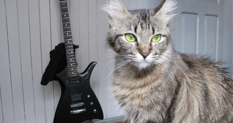Kediciğinizin Favori Müziği ve Etkileri