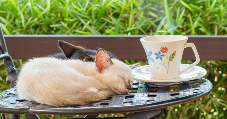 Kediler ve Kahve Molası: Kedilerle Birlikte Kahve Molası Nasıl Keyifli Hale Getirilir?