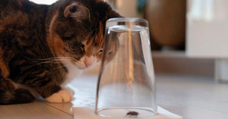 Kedilerde Salyangoz ve Böcek Yeme Alışkanlıkları