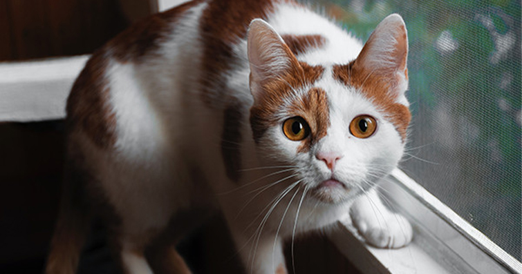 Kedilerde Görme Bozuklukları ve İlginç Farklılıklar