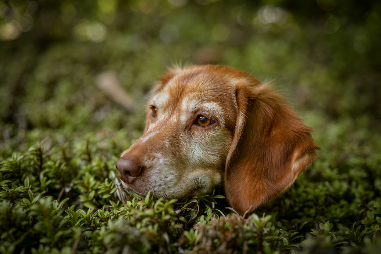 Köpek Sağlığı: “Köpeklerde Kulak İltihabı: Belirtileri ve Tedavi Yöntemleri”