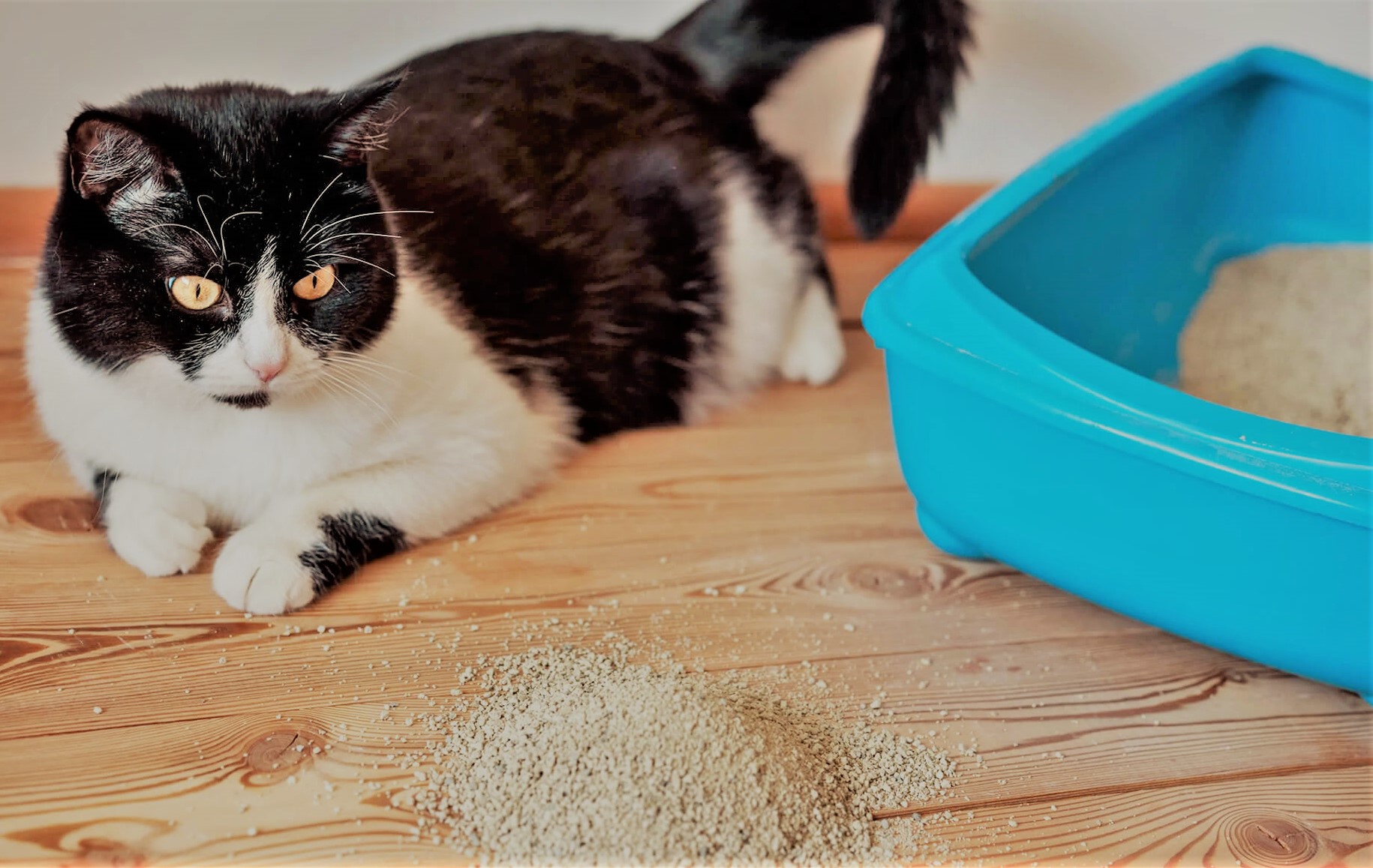 Kedilerin Tuvalet Eğitimi ve Kum Kabı Temizliği