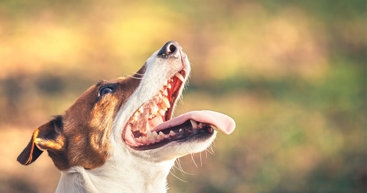 Köpeklerde Ağız Kokusu: Sebepler ve Çözümler