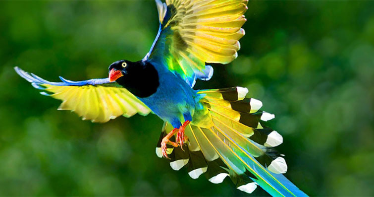 Kuşların Hava Akrobasisi ve Uçuş Yetenekleri