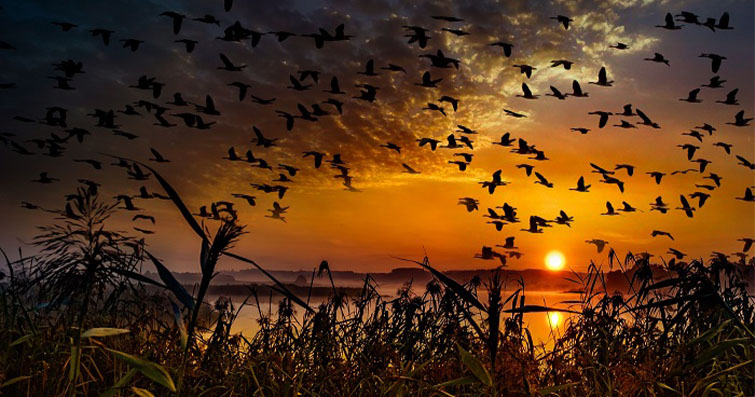  Kuşların Göç Yolları Değişiyor: İklim Değişikliğinin Kuş Göçlerine Etkisi