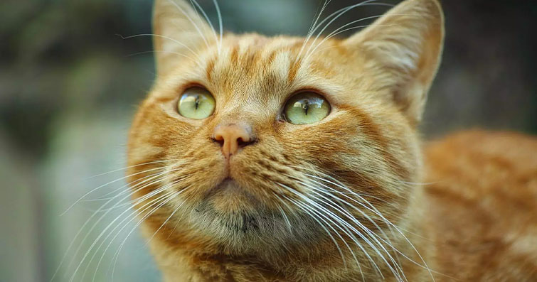 Kedilerle Meditasyon: Patiye Dayalı Huzur Yolu