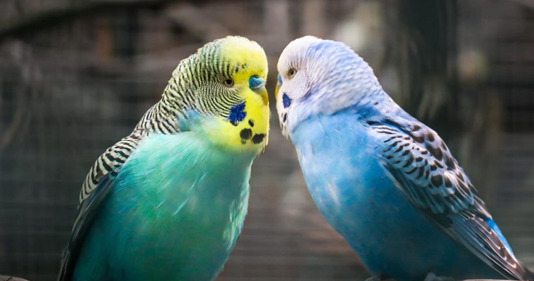 Kuş Çağrıları: İletişim ve Davranışın Anlamı