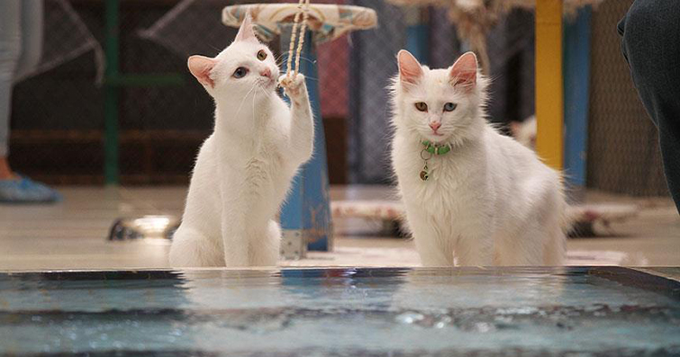 Kediler ve Su Altı Yaşamı: Kedinizin Suyla Etkileşimi
