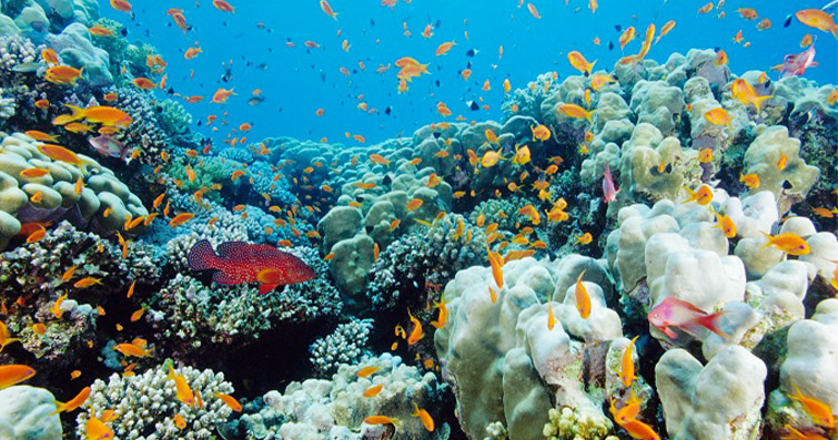 Mercan Resiflerinin Görkemli Dünyası: Renkli Balıklar ve Egzotik Deniz Canlıları