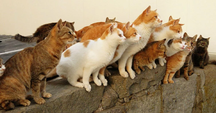 Kediler ve Ev Otomasyonu: Kedilerin Ev Otomasyon Sistemleriyle Etkileşimi