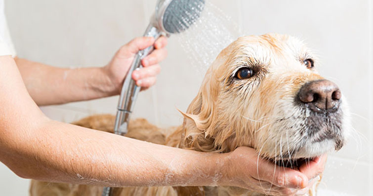 Köpekler ve Aura Temizliği: Köpeklerin Aura Alanlarının Temizlenmesi ve Dengelenmesi