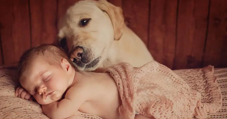 Köpeklerde Bebekle Tanışma: Köpeğinizi Yeni Bir Bebekle Uyum Sağlamak