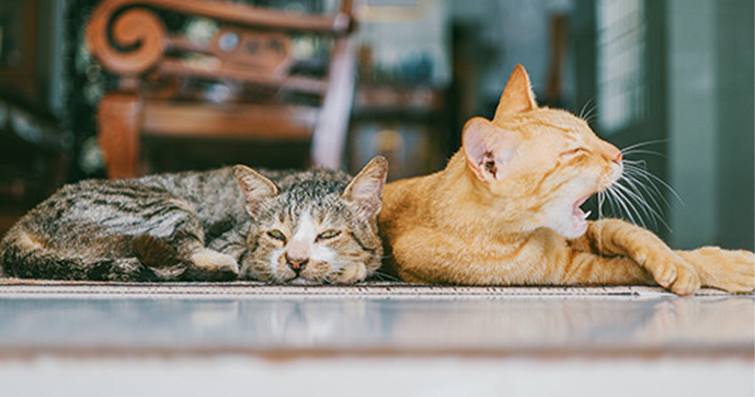 Kedilerle Yaşamak: Kedi Sahibi Olmanın Avantajları ve Zorlukları