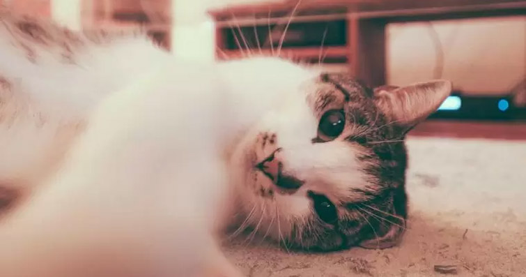 Kediler ve Meditasyon: Kedinizin Sakinleştirici Enerjisinden Faydalanın