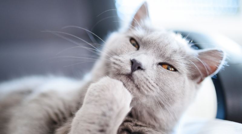 Kedilerin Sıradışı Davranışları: Pika, Zoomies ve Daha Fazlası