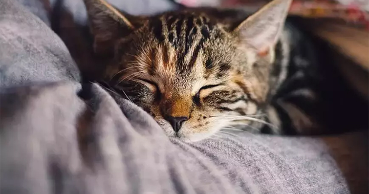 Kediler ve Uyurken Konuşma: Kedinizin Uyurken Davranışları Hakkında Bilgi Edinin