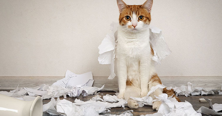 Kediler ve Kâğıt Sanatı: Kedilerin Kâğıtla İmtihanı