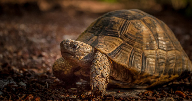 Yavaş Hareket Eden Dev Kaplumbağaların Beslenme Alışkanlıkları