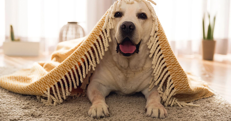 Köpeklerde Güvenliği Artırmak İçin Evde Alınabilecek Önlemler