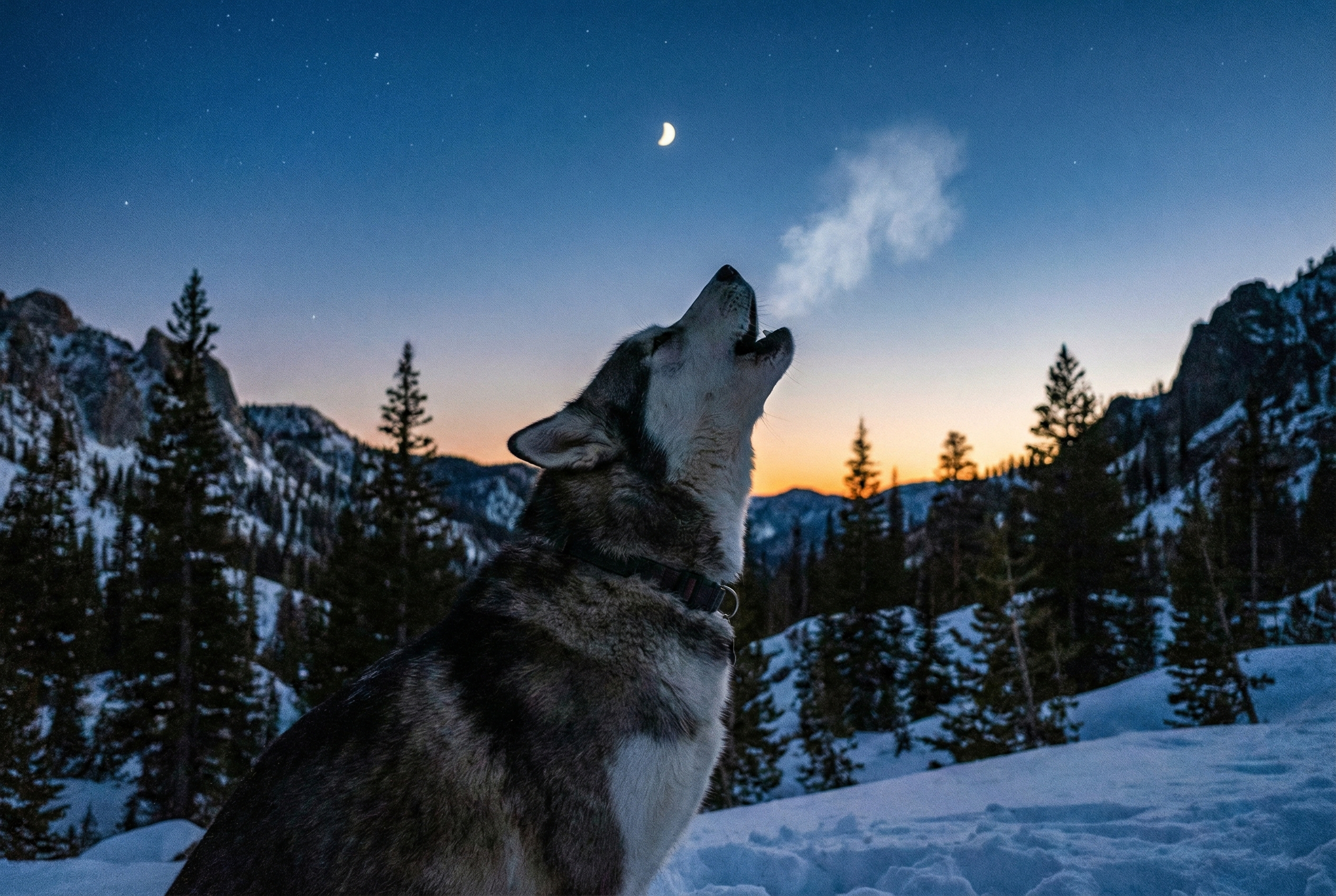 Köpek Uluması Ölüm Habercisi mi? Efsaneler ve Bilimsel Gerçekler