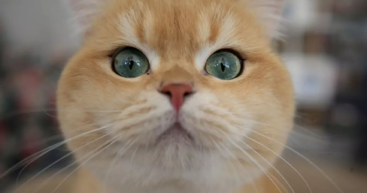 Kediler ve Doğal Yüz Yogası: Kedilerin Yüz İfadelerini Güçlendirme