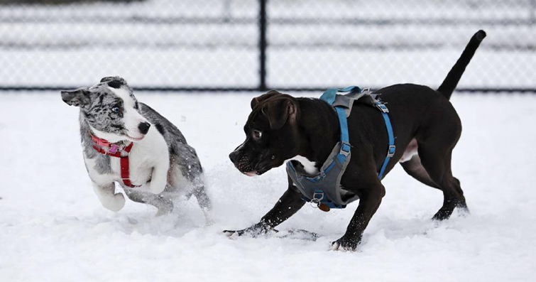 Köpekler ve Dondurucu Soğuk: Köpeklerin Soğuk Hava Koşullarına Hazırlanması