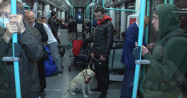 Köpeklerde Tren ve Toplu Taşıma İle Seyahat