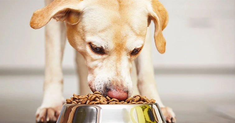 Köpekler ve Yemek Kültürü