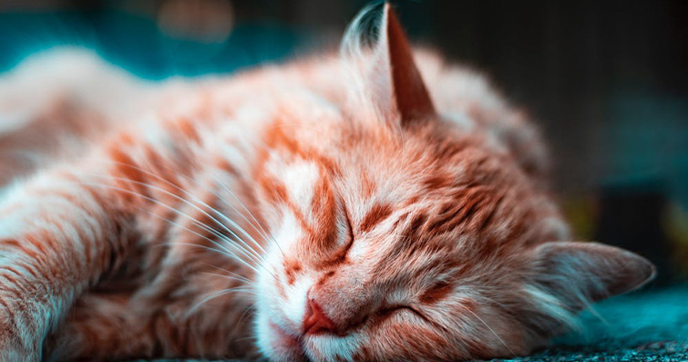 Kedilerde Kızılötesi Işınları ve Sıcaklık Tercihleri