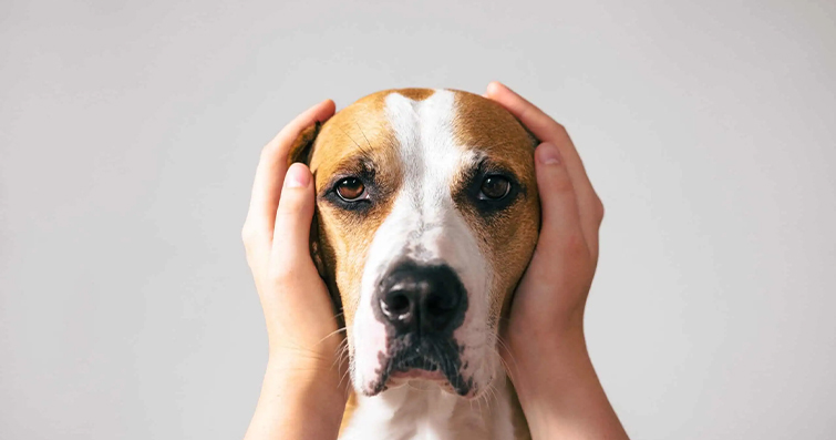Köpeklerde Yüksek Stres Durumlarında Nasıl Destek Olunur?