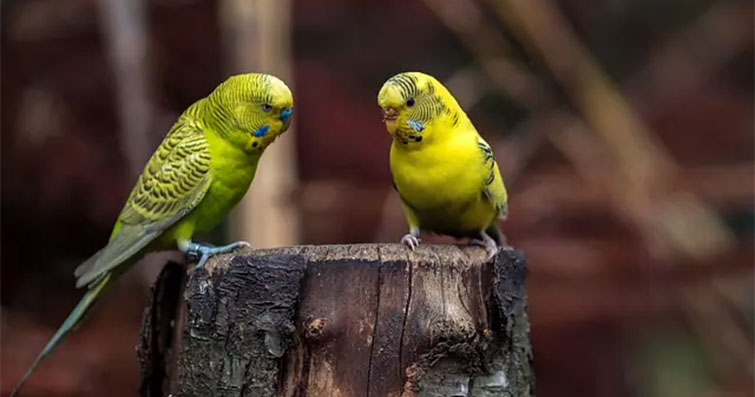 Kuşların Gizemli Davranışları ve Anlamları